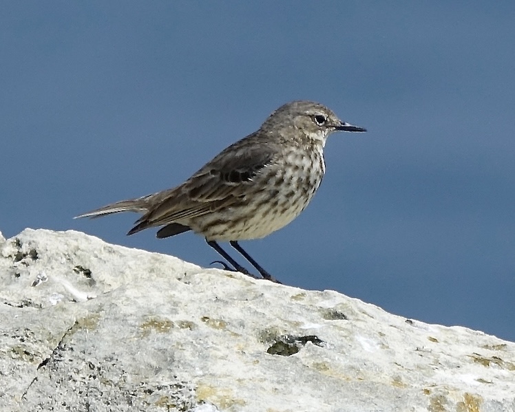 rock pipit